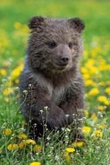 Fototapeta premium Brown bear cub playing on the summer field