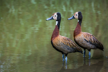 Two White faced Whistling-Duck in lakeside in Kruger National park, South Africa ; Specie Dendrocygna viduata family of Anatidae