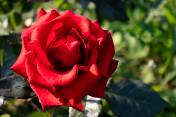 Red rose and several green leaves on the background of grass.