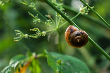 A small brown snail on a stalk of green grass against the background of greenery.