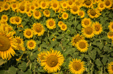 Fototapeta na wymiar sunflower field