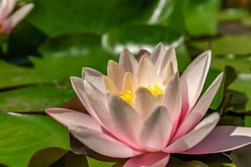 Beautiful opened light pink water lily close-up, with a blurred depth of field, floating on the lake. The concept of romance, tranquility, relaxation