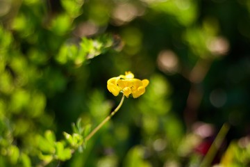 petite fleur jaune de prairie
