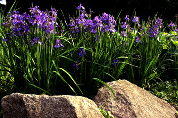 Purple irises close up. Flowers botany on a background of green grass