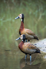 Two White faced Whistling-Duck in lakeside in Kruger National park, South Africa ; Specie Dendrocygna viduata family of Anatidae