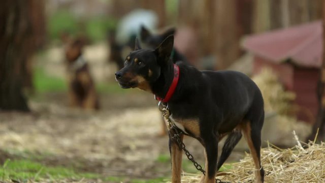 Beautiful pack of pure bred Australian kelpie dogs sitting outside kennels, pull focus from background to foreground.