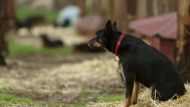 Well trained Pedigree Australian Kelpie dogs patiently waiting to muster livestock- pull focus from background to foreground and back.