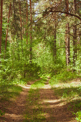 Fototapeta premium Summer green beautiful forest landscape with road. Beautiful green sunny day in the woods. Vertical warm toned
