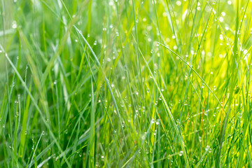  Fresh green grass with dew in the sunlight. Natural background.