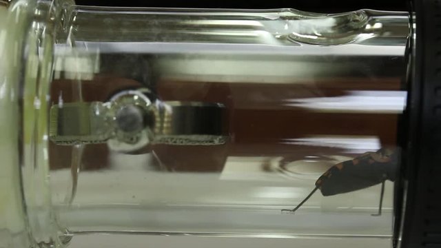 Y - shaped olfactometer experiment testing Chagas bug