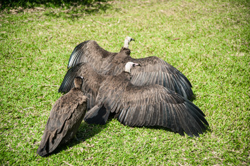 Senegambia vultures