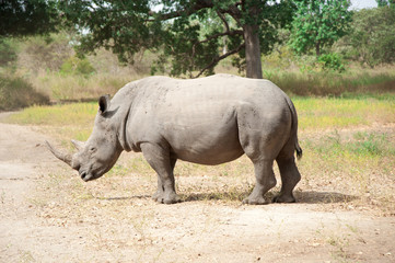 Rhino Fathala Reserve