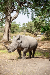 Fototapeta premium Rhino Fathala Reserve