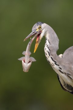 Grey heron (Ardea cinerea), portrait, juvenile plumage, tossing prey through air, Kiskunsag National Park, Hungary, Europe