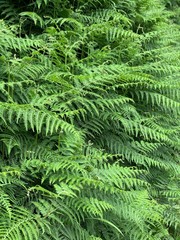 Fototapeta na wymiar ferns in the forest on São Miguel island, Azores, Portugal near Sete Cidades