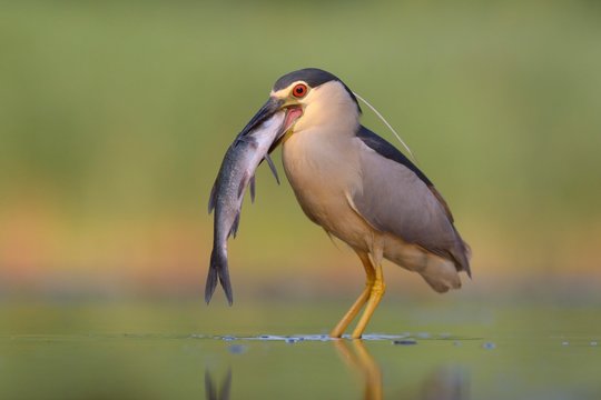 Black-crowned night heron (Nycticorax nycticorax), adult heron with fish, devouring its prey, Kiskunsag National Park, Hungary, Europe