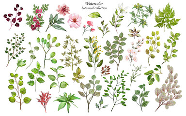 Watercolor illustration. Botanical collection of wild and garden plants. Set: leaves flowers, branches, herbs and other natural elements. All drawings isolated on white background. © Erenai