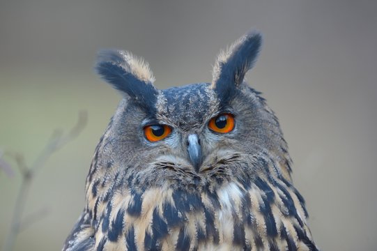 Eurasian eagle-owl (Bubo bubo), adult female, portrait, Sumava National Park, Bohemia, Czech Republic, Europe