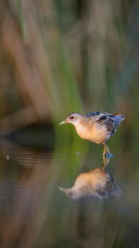 Little Crake (Porzana parva), female, in the morning light, Kiskunsag National Park, Hungary, Europe