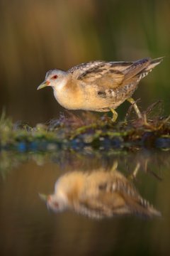Little Crake (Porzana parva), female, in the morning light, running over water plants, Kiskunsag National Park, Hungary, Europe