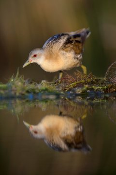 Little Crake (Porzana parva), female, in the morning light, running over water plants, Kiskunsag National Park, Hungary, Europe