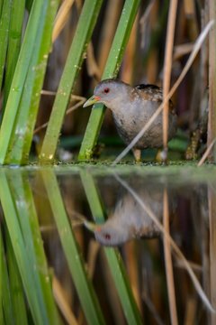 Little Crake (Porzana parva), male, in the morning light, hiding in the reeds, Kiskunsag National Park, Hungary, Europe