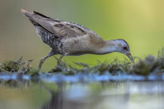 Little Crake (Porzana parva), male, running, aquatic plants, Kiskunsag National Park, Hungary, Europe