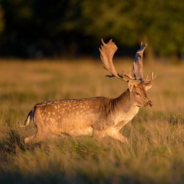 Fallow deer (Dama dama), buck in meadow, evening light, Zealand, Denmark, Europe
