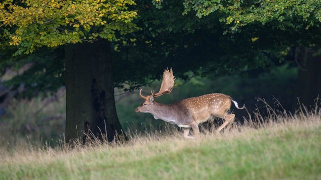 Fallow deer (Dama dama), buck fleeing, Zealand, Denmark, Europe