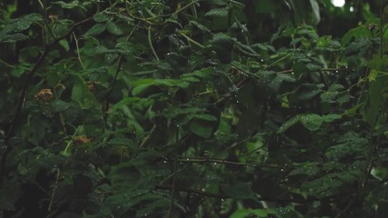 Drop of rainwater drips off the leaf of a rosebush - Powered by Adobe