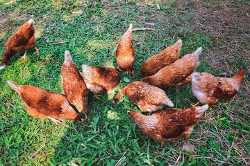 Hens in farm in the morning.
