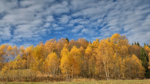 Birches (Betula) in autumn, Sumava National Park, Sumava, Czech Republic, Europe