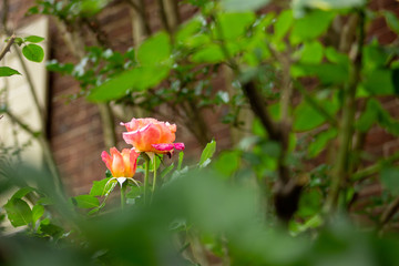 A blush among the green