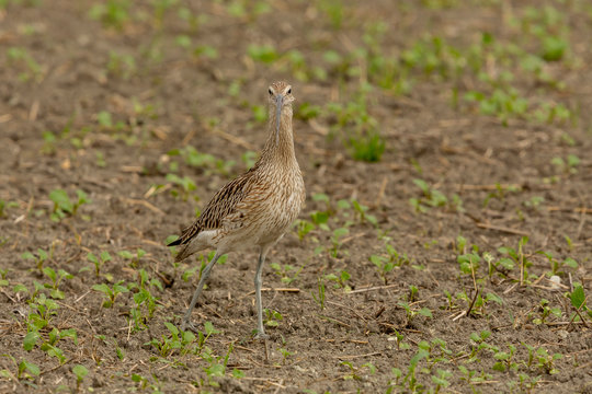 Ein Gro&szlig;er Brachvogel im Feld direkt auf zukommend