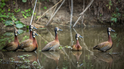 Small group of White faced Whistling-Duck swimming in lake in Kruger National park, South Africa ; Specie Dendrocygna viduata family of Anatidae