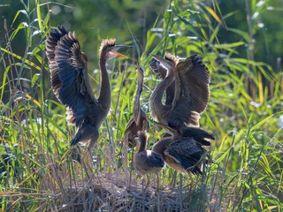 Purple heron (Ardea purpurea), young birds fight for food in the nest in the reed, Rheinauen, Baden-Wurttemberg, Germany, Europe