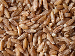 spelt seeds texture as food background. Spelt seeds pattern top view or flat lay