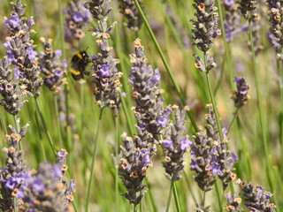 Bee on a Lavender flower in field to save environment