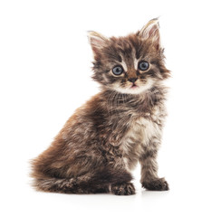 Obraz premium Small gray kitten.