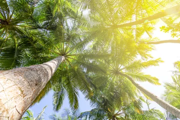 Fototapete Palmen bei Sonnenschein von unten fotografiert © Robert Leßmann