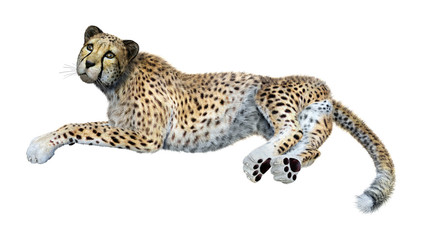3D Rendering Big Cat Cheetah on White