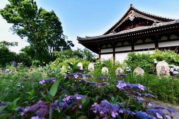 Fototapeta na wymiar 同時に咲く日本の寺のアジサイとコスモス