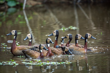 Small group of White faced Whistling-Duck swimming in lake in Kruger National park, South Africa ; Specie Dendrocygna viduata family of Anatidae