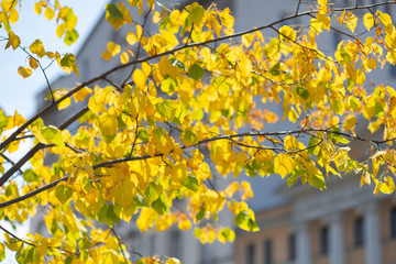yellow leaves on a tree against a city building