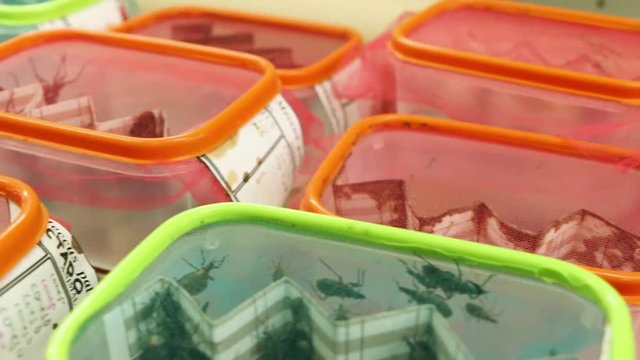 Laboratory experiment on Chagas bug sexual behavior