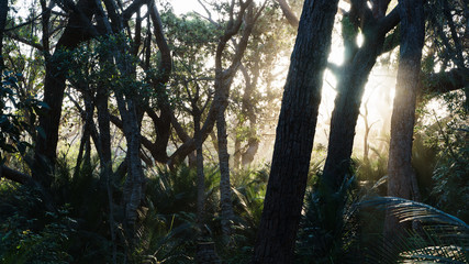 Fototapeta na wymiar Mystische Lichtstimmung im tropischen Wald