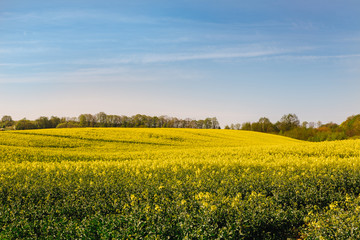 Obraz premium Rapeseed field