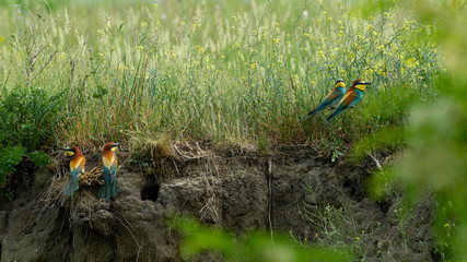 Vier sitzende Bienenfresser auf einer Hangabbruchstelle mit Senfpflanzen im Hintergrund