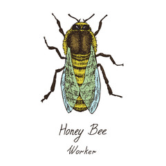Honey bee worker drawing, high quality vintage engraved illustration style with color, hand drawn doodle, sketch, vector with inscription, element for design