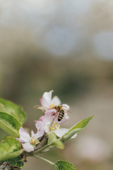 White flowers on a branch